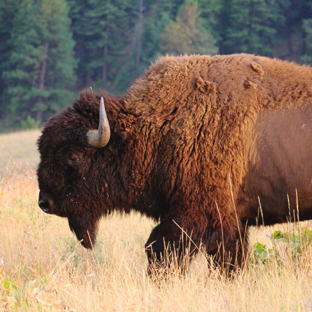 Bison walking in field