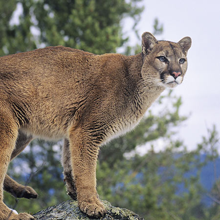 Mountain Lion standing on a rock