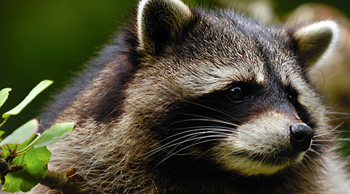 Raccoon, Shutterstock