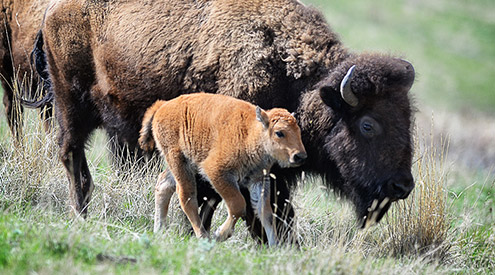 Bison and calf walking, Woodruff