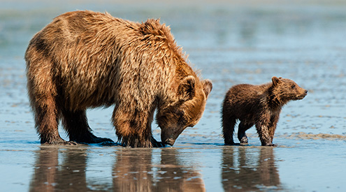 Brown Bears by Kandace Heimerr