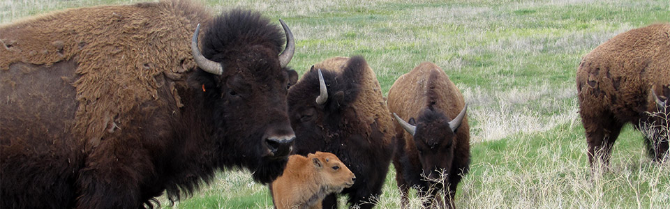 bison on tribal land