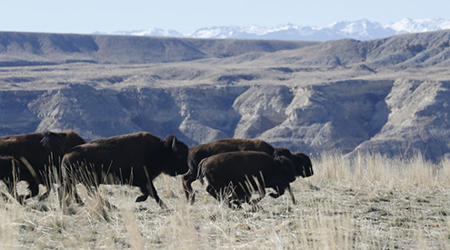 Buffalo on Tribal Lands, Judith Kohler