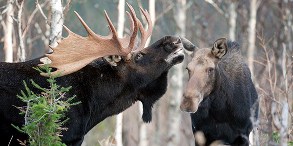 Pair of Moose