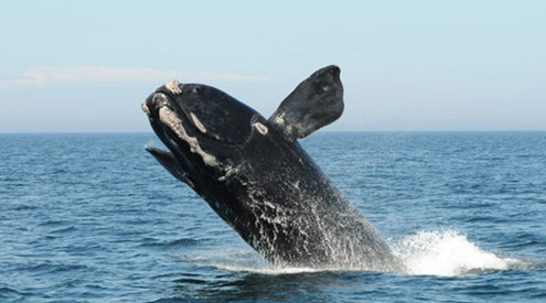 North Atlantic right whale, New England Aquarium, collected under NMFS permit 14233