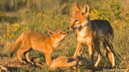 swift fox mom and kits