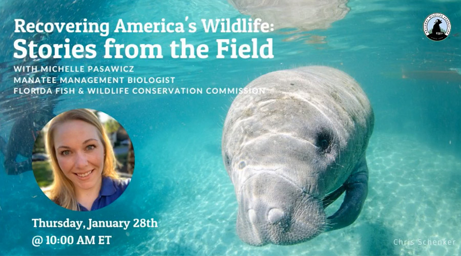 Recovering America's Wildlife: Stories from the Field - Michelle Pasawicz