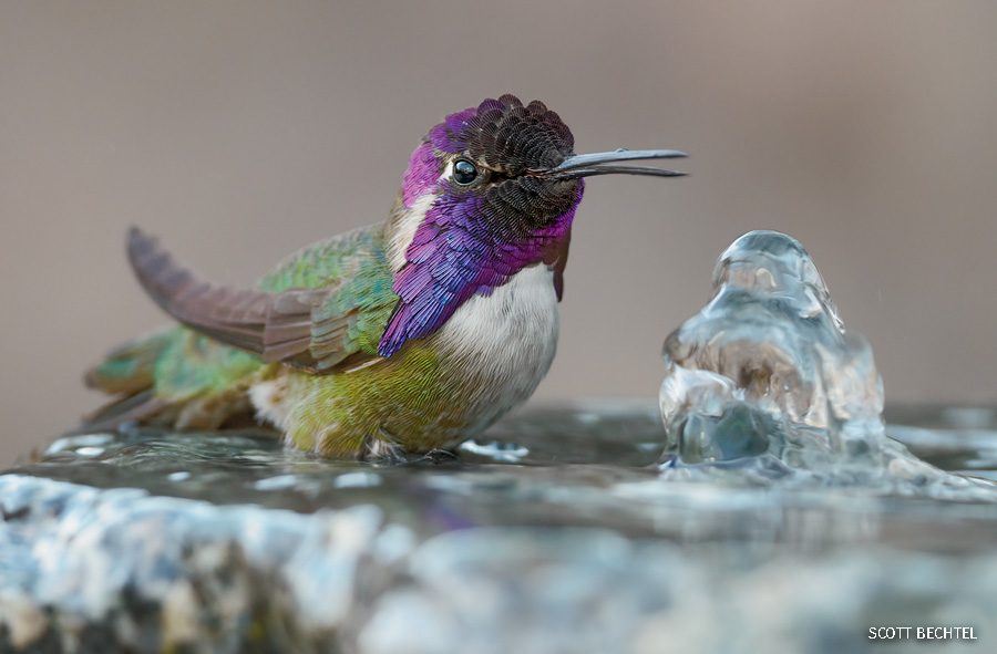 “A male Costa's Hummingbird on a bird bath in Phoenix AZ