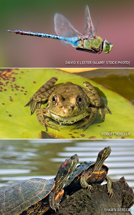 A composite of a dragonfly, a frog and two turtles