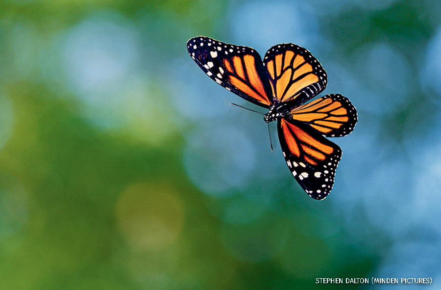 “A flying monarch butterfly on a blue and green background