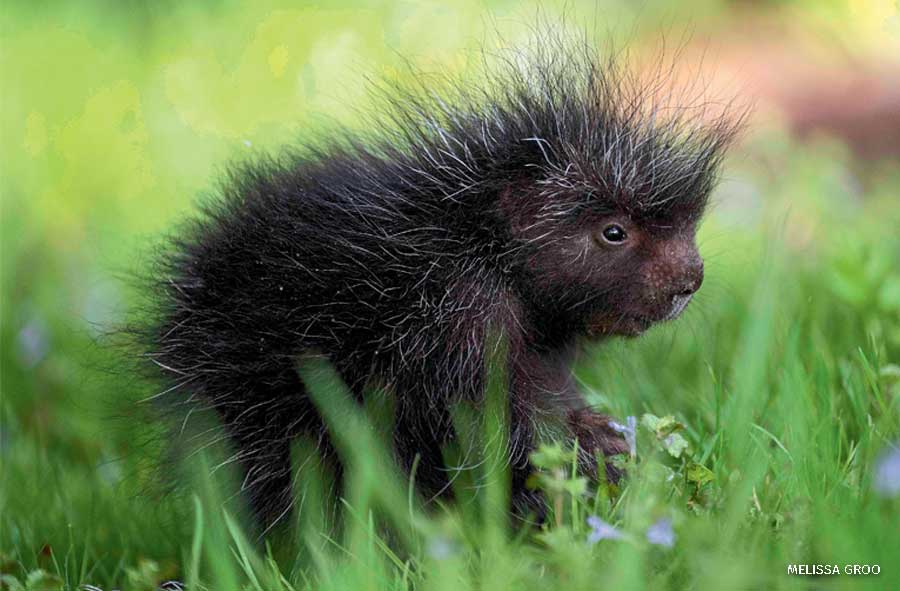An image of a baby porcupine.