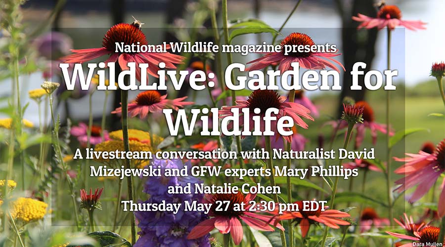 WildLive: Garden for Wildlife livestream promo tile