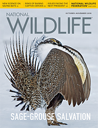 Subscribe to National Wildlife Magazine