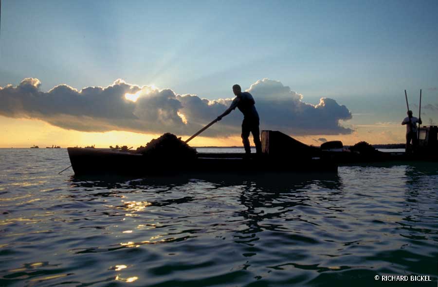 Oystermen tonging in Apalachicola Bay, Florida 