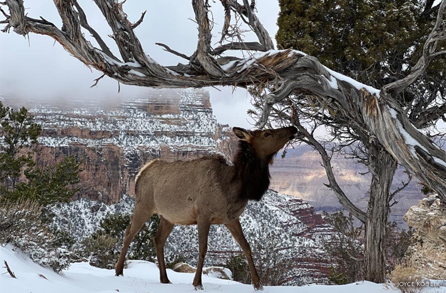 An elk in snow foraging from a tree