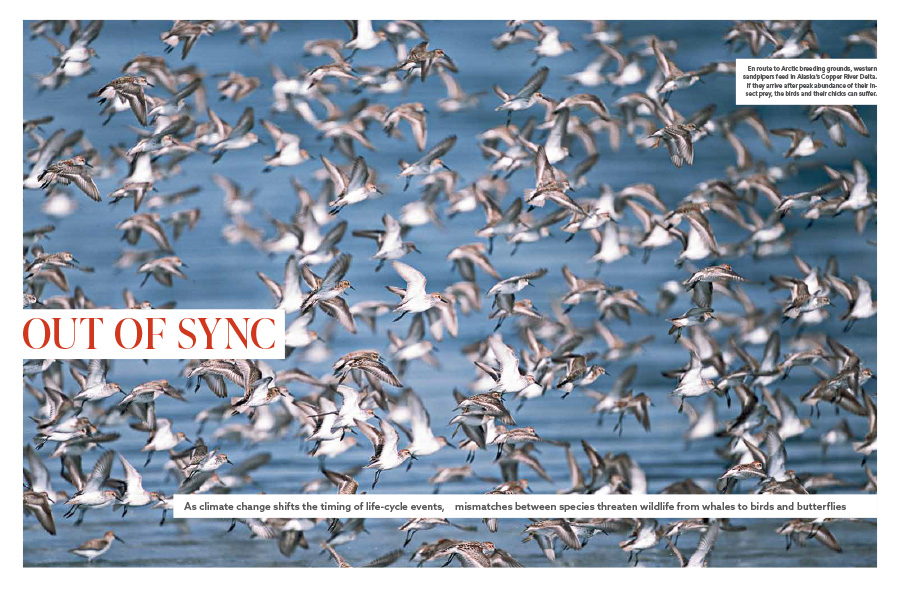 A magazine spread with text and an image of a large flock of Western Sandpipers flying low over mudflats where they feed on worms, insects and crustaceans in the spring, in Copper River Delta, Alaska.
