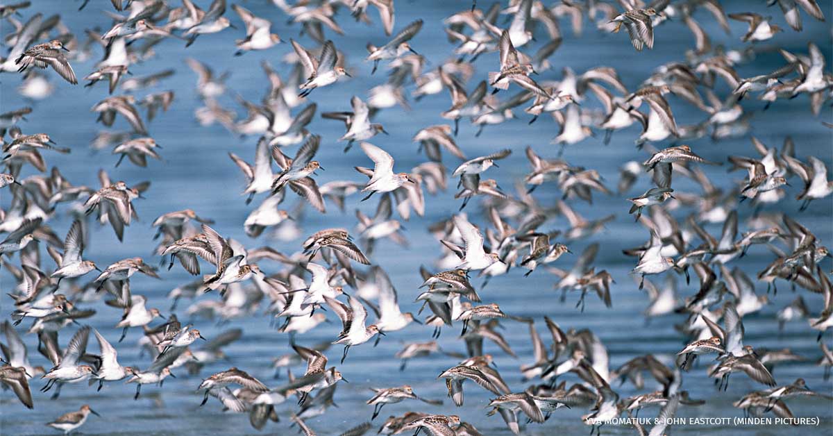 An image of a large flock of Western Sandpipers flying low over mudflats where they feed on worms, insects and crustaceans in the spring, in Copper River Delta, Alaska.