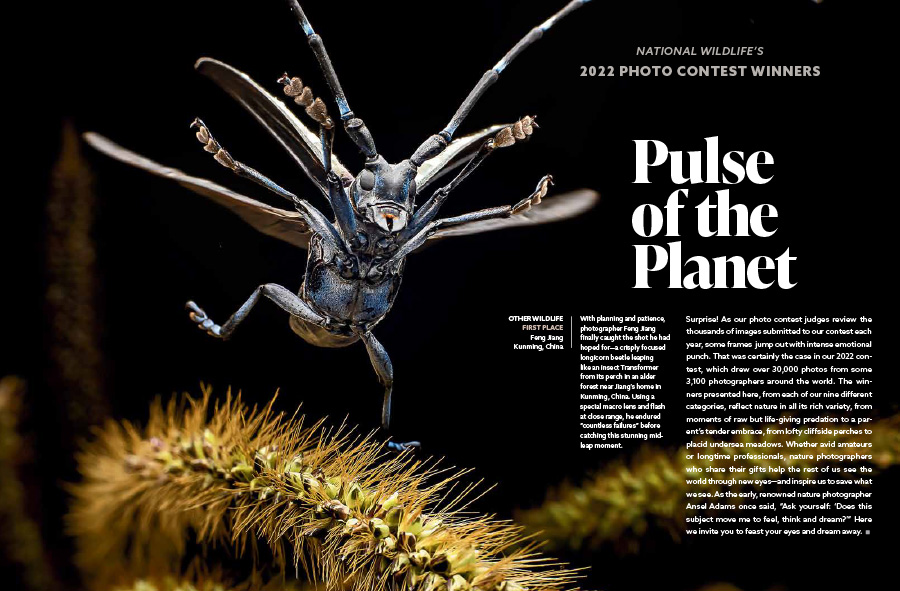 A magazine article containing text and an image of a longicorn beetle.