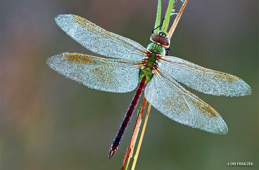 An image of a green darner resting on a stem of grass, covered in dew.
