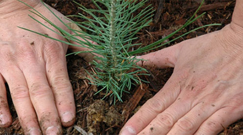 Planting Tree, Shutterstock