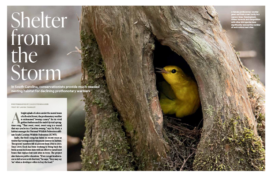 A magazine spread containing text and an image of a female prothonotary warbler peering out from a nest cavity in a cypress knee.