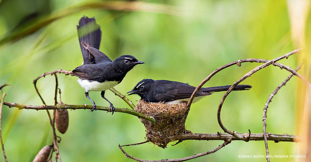 An image of a pair of Willie wagtails at their nest, one incubating, in Papua New Guinea.