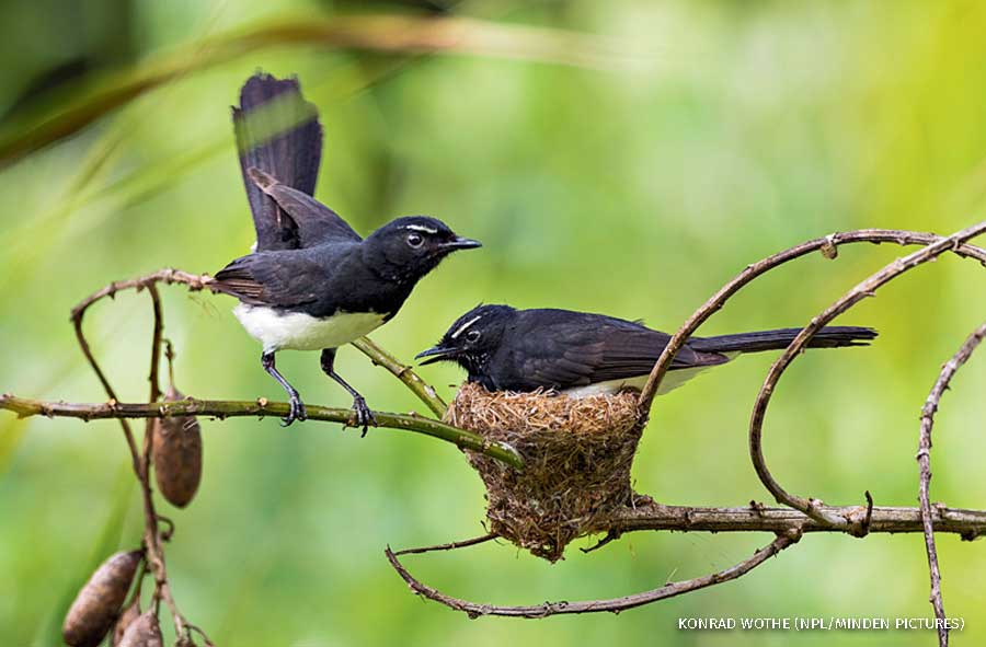 An image of a pair of Willie wagtails at their nest, one incubating, in Papua New Guinea.