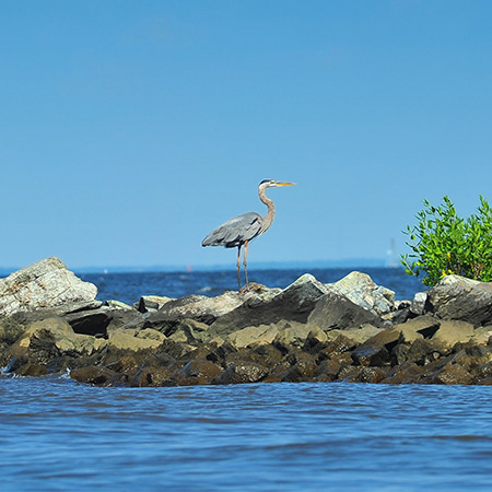 Heron standing on rocks by water