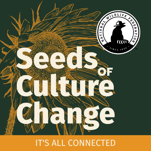 Seeds of Culture Change - It's all connected