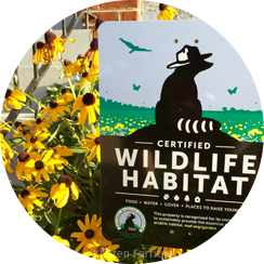 Certify to win with Garden for Wildlife