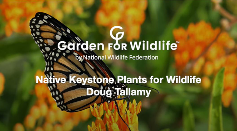Garden for Wildlife - Native Keystone Plants for Wildlife - Doug Tallamy