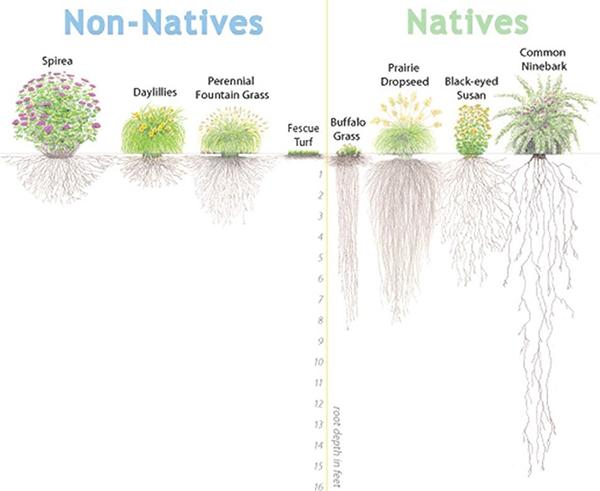 Illustration of native plants v. non-native plants