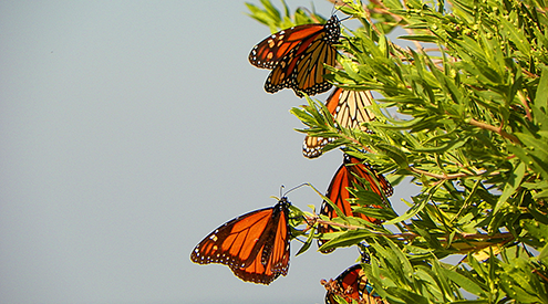 Monarch butterflies, Christine Bloor