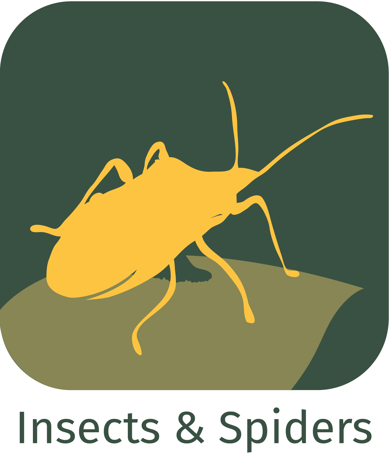 insects and spiders app icon