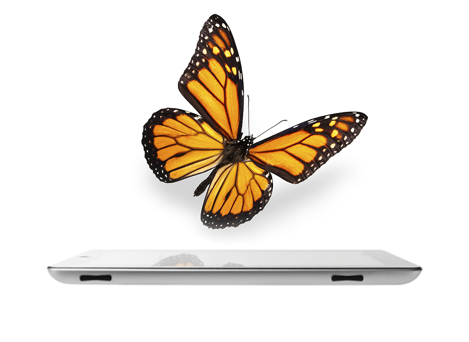 Monarch on top of tablet screen