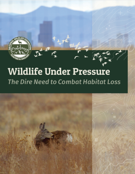 Wildlife Under Pressure The Dire Need to Combat Habitat Loss